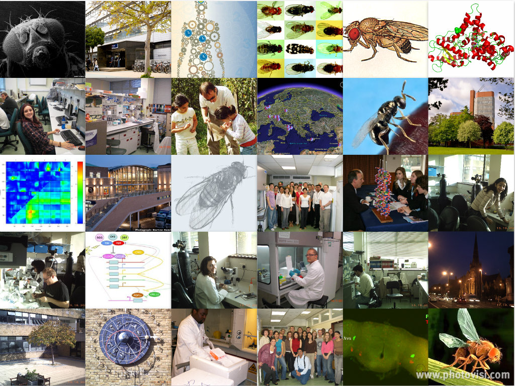 Tauber lab images